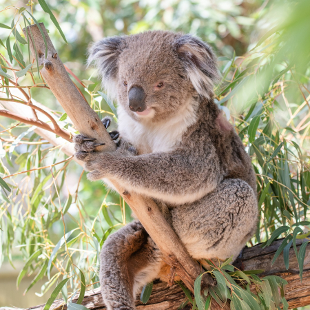 Australia Explorer: Darwin to Adelaide