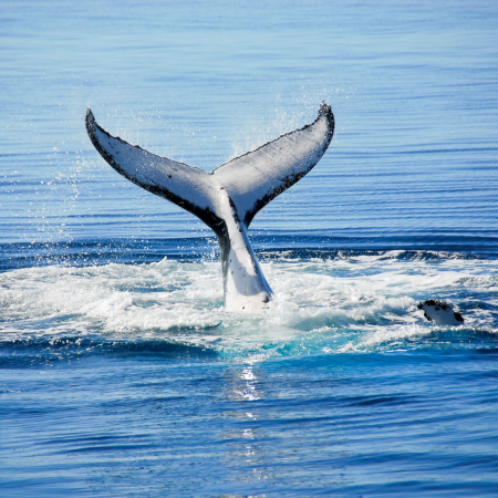 Hervey Bay, Whale Watching in Hervey Bay