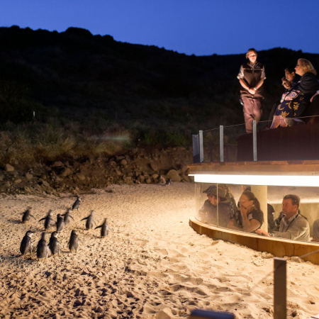 Melbourne, Phillip Island, Penguin Parade
