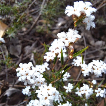 Port Fairy, Port Fairy - Grampians 2