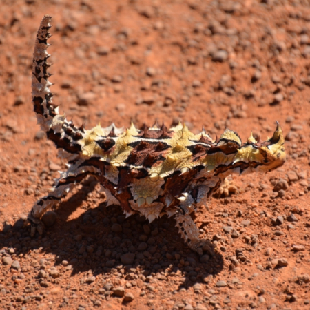 Alice Springs, Trip to the West MacDonnell National Park on the way to Kings Canyon 4