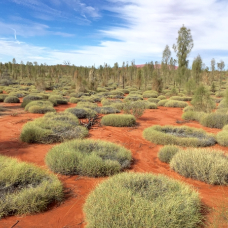 Uluru, Ayers Rock and Surroundings 5