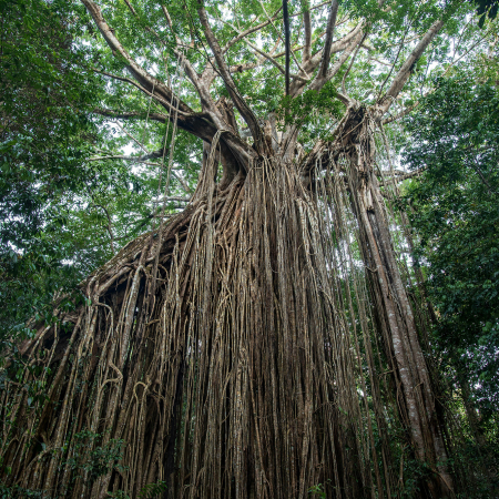 Port Douglas, On a Discovery Tour into the Green Highlands