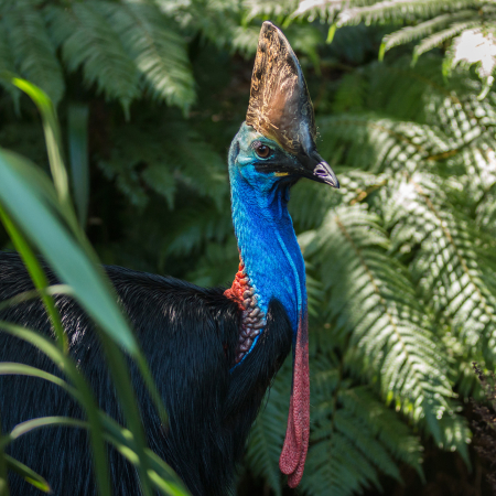 Port Douglas, A sustainable adventure in the Daintree Rainforest and at Mossman Gorge 4