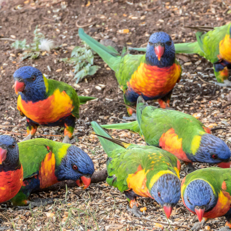 Brisbane, Free day in Brisbane. Discover the city and surrounding area on your own 5