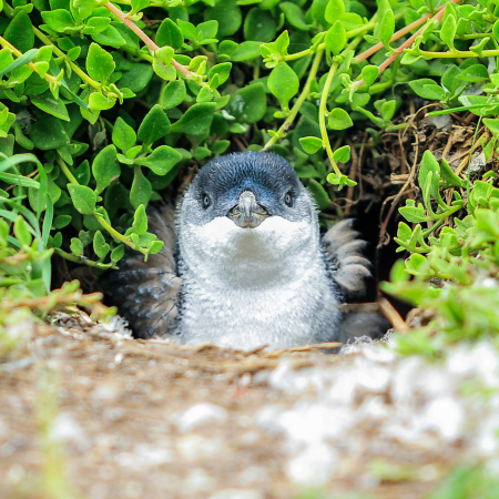 Melbourne, Phillip Island, Penguin Parade 4
