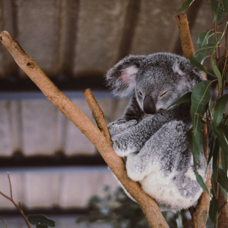 Brisbane, Free day in Brisbane. Discover the city and surrounding area on your own 4