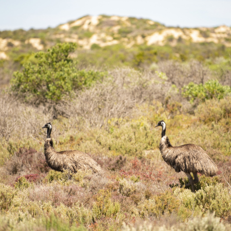 Robe, Robe - Victor Harbor 2