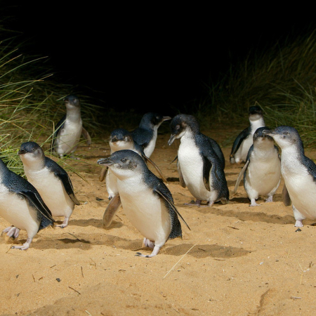 Melbourne, Phillip Island, Penguin Parade 3