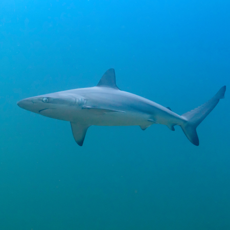 Nanga, Shark Bay 5