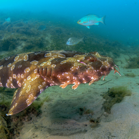 Nanga, Shark Bay