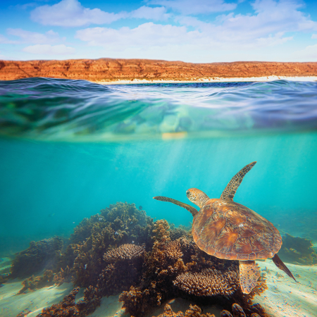Exmouth, Plongée Exploration sur le Récif Extérieur du Ningaloo 4