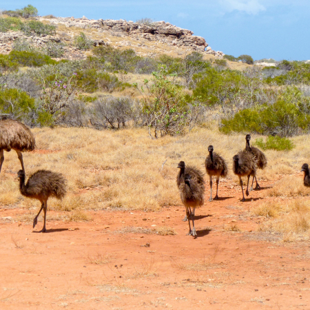 Bullara Station, Bullara Station - Exmouth