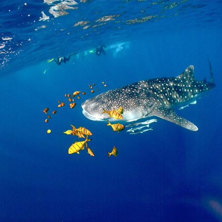 Exmouth, Snorkeling aves les requins-baleines