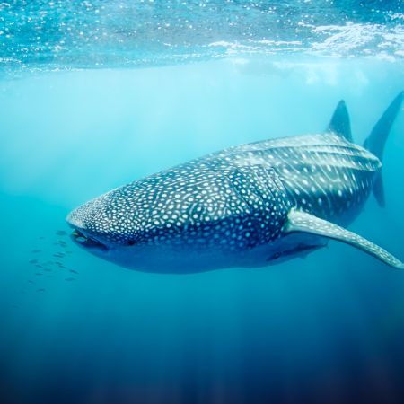 Exmouth, Snorkeling aves les requins-baleines 2
