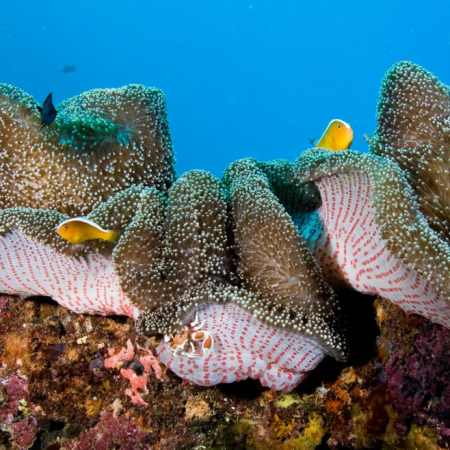 Exmouth, Plongée Exploration sur le Récif du Ningaloo