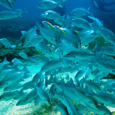 Exmouth, Plongée Exploration sur le Récif du Ningaloo 2