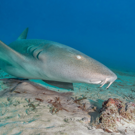 Nanga, Shark Bay 4