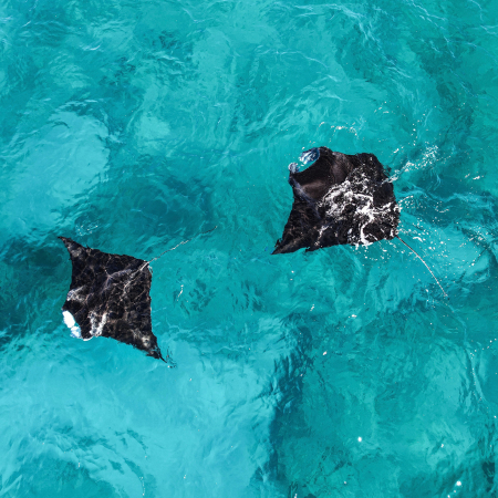 Exmouth, Plongée Exploration sur le Récif Extérieur du Ningaloo 2