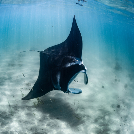 Exmouth, Plongée Exploration sur le Récif du Ningaloo 4