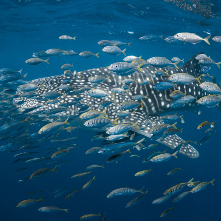 Exmouth, Snorkeling aves les requins-baleines 5