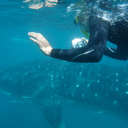 Exmouth, Snorkeling aves les requins-baleines 4