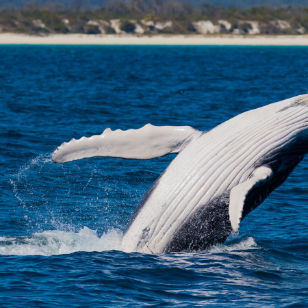 Hervey Bay, Whale Watching in Hervey Bay 3