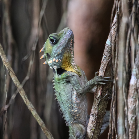 Port Douglas, On a Discovery Tour into the Green Highlands 4